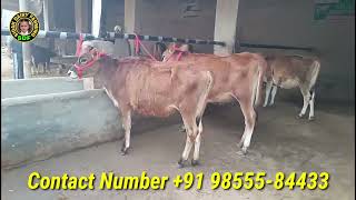 8 Animals for Sale, 8 ਜਰਸੀ ਵਿਕਾਊ