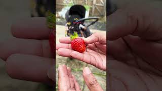 വീട്ടിൽ നാട്ടുവളർത്തിയ നല്ല മധുരമുള്ള Strawberry 🍓🍓