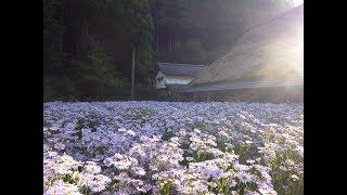 真夏のお花畑「京都北山友禅菊」2018/7/31