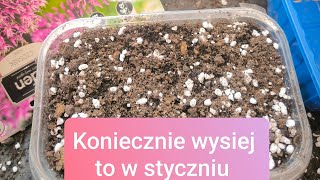 Koniecznie wysiej to w styczniu. Wysiewy na parapety, winter sowing oraz do gruntu. Rozsada 🌿🌱🌿🌷🩵