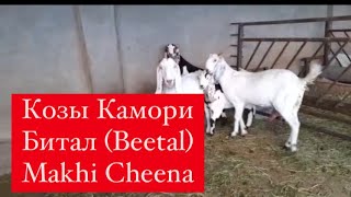 Козы Камори, Битал (Beetal) Makhi Cheena