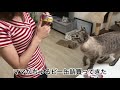 【２】初めてのおやつを愛猫にあげてみた反応は！？〜シャムミックス猫のジェラ〜