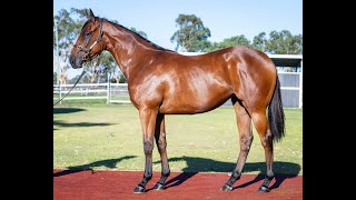 LOT 28 - Rommel (AUS) x Diamond Tycoon (AUS) - Magic Millions Perth Sale 2025