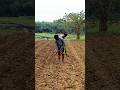 Making Irrigation Channel in Chilli Field #shorts