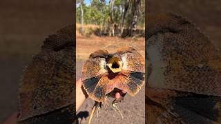 Yoink guy VS Australia pt2 #youtube#snake#wildlife#animal#Australia#viral#lizard#crazy