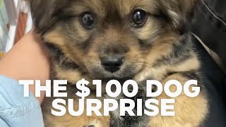 The $100 Dog Surprise