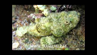 TravelHelp-Underwater.wmv