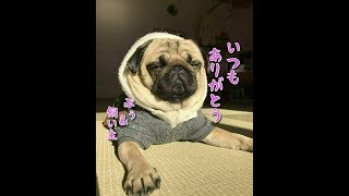 日ごろの感謝を込めてぷぅ\u0026飼い主　パグ犬ぷぅ pug