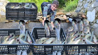 How to trap fish with natural stones, Catching many giant fish by an 18 year old single girl