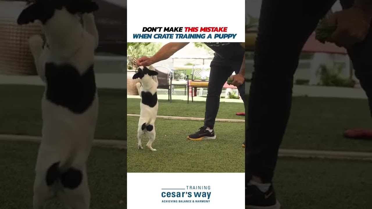 Don’t make this mistake when you are crate training a puppy! 🐶 #dog #dogtraining #shorts