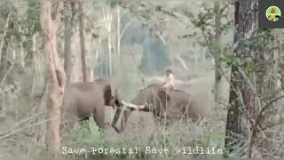 Kumki Elephant (Abimanyu) Chasing Wild elephant in to Forest