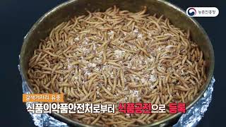 갈색거저리(고소애) 사육기술 - 1.쑥쑥~ 갈색거저리(고소애) 키우기!