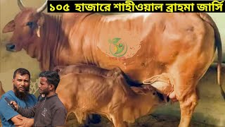 ১০৫ বাচ্চা সহ গাভী রবিউল ভাইয়ের পানির দামে ইন্ডিয়ান বর্ডার ক্রস শাহীওয়াল ব্রাহমা জার্সি দুধের গাভী