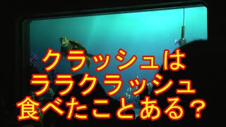 ララクラッシュ食べたことある？【タートルトーク】東京ディズニーシー