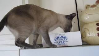 blue point siamese meowing