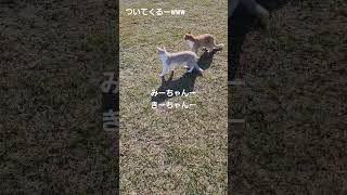 🐾散歩に連れて行った（２回目）河川敷編⑥🐾