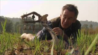 Ten Deadliest Snakes: India - EXCLUSIVE PREVIEW!