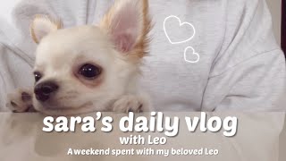 [Vlog] Two Days Spent with Leo 🐶🤍｜Life with a 4-Month-Old Chihuahua｜unilife｜Midwifery Student