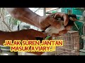 pelepasan JALAK SUREN jantan ke dalam aviary