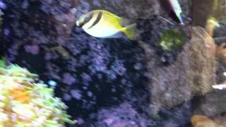 Virgate Rabbitfish (Siganus virgatus) New Addition