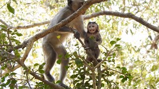 Toyota very scared Cries loudly, Pitiful cute baby grabbed by young monkey long time