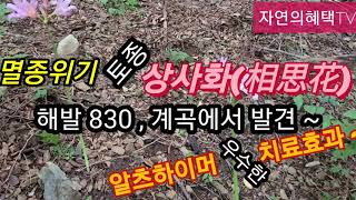 해발 830 미터~ 계곡에서 발견된 멸종위기식물~#토종상사화(相思花)~!! #알츠하이머(치매질환)치료약초~...!! #상사화효능#상사화복용법 #상사화와 꽃무릇차이점 #멸종위기식물