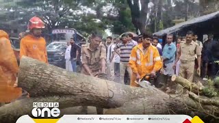 മലപ്പുറത്ത് മരം കടപുഴകിവീണ് ഗതാഗതം തടസപ്പെട്ടു | Rain Kerala |