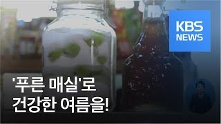 [정보충전] ‘가정상비약’ 푸른 매실로 건강한 여름을 / KBS뉴스(News)