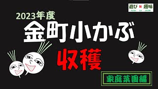 家庭菜園編「金町小かぶの収穫」です。種を蒔いて４０日が経過しました。そろそろ収穫時期ということで、試しの収穫をしてみました。　遊び 我 趣味