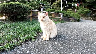 立派な神社に住み着いている野良猫