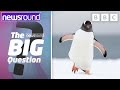 Why Can't Penguins Fly? 🐧 | YOUR Animal Big Questions Answered 🐾 | CBBC