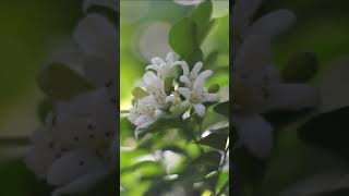 Relaxing Spring Music for Sleep and Stress Relief Flowers Focus Music for Work and Studying 4 Short