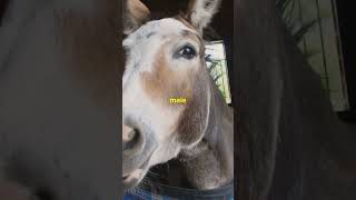 Donkey Mule Horse What S The Difference