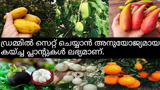 6 മാസം മുതൽ 10 വർഷം വരെ പഴക്കമുള്ള ചെടികൾ ലഭ്യമാണ്.#youtubevideo#frutedplant#viralvideos#mango