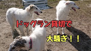 ドッグラン で大暴れする大型犬軍団ww