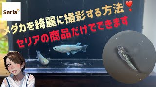 【注目】メダカを綺麗に撮影する方法❣️