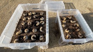 カブトムシの幼虫が成虫になりやすい様に、飼育ケースを作ってみた。