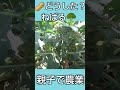 【親子で農業】🥜落花生「どうして発芽しないんだ❓」🌈にじいろ農園 農業 農業女子 親子で農業 家庭菜園初心者 無農薬栽培