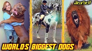 ప్రపంచంలోనే అతి పెద్ద కుక్కలు - Biggest Dogs in the World.|Dogs