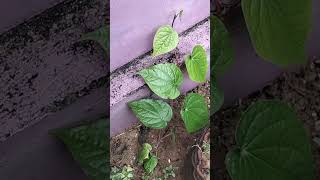 Betel leaf 🌿🌿🌿# plant ☘️☘️☘️# greenish# nature# home gardening# shorts