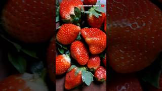 Sohliya village pe Strawberry test karne ko mila  #shortsfeed #shorts 🍓🍓🍓