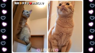 むぎっちゅ☆階段の手すり♡猫のお気に入りの場所