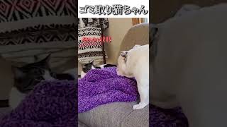 犬のおもしろ動画にツッコミどころ満載なアフレコしてみた＃132【ブルドック】【ハプニング映像】#shorts　#アフレコ #面白動画