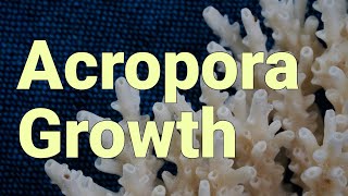 Acropora Growth \u0026 Frag Recovery Time