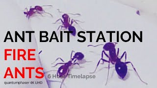 RAID Ant Bait Station 6 Hour Time-lapse FIRE ANT NEST FEEDING 🐜🐜🐜