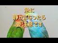 インコちゃんのおちゃめな瞬間⑮