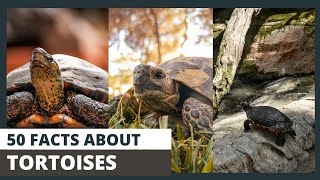 Incredible Facts about Tortoises That Will Blow Your Mind