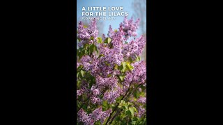 FUN FACTS ABOUT LILACS 🌸🌿💜 Frankie Flowers