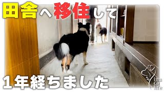 【田舎×犬との暮らし】田舎へ移住して1年が経ちました | ボーダーコリーとオーストラリアンシェパードと暮らす田舎Life | 島根県津和野町という山間の田舎町で田舎暮らしをしています | 犬と自然