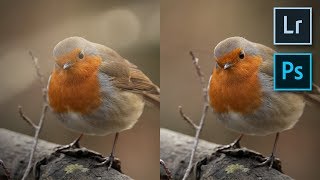 Fix Blurred Twigs in Front of your Subjects | Photoshop Tutorial Lightroom | Wildlife Photography